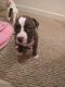 American Bully Puppies for sale in Santa Maria, CA, USA. price: $500