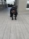 American Bully Puppies for sale in Doral, FL, USA. price: $2,000