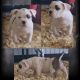 American Bully Puppies for sale in Mesa, AZ, USA. price: $1,500