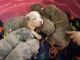 American Bully Puppies for sale in St Cloud, FL, USA. price: $900