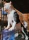 American Bully Puppies for sale in Knoxville, TN, USA. price: $1,100