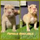 American Bully Puppies for sale in Round Lake Beach, IL, USA. price: $2,000