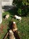 American Bully Puppies for sale in Fort Lauderdale, FL, USA. price: $5,000