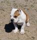 American Bully Puppies for sale in Fort Hood, TX, USA. price: $1,800