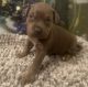 American Bully Puppies for sale in Richmond, VA, USA. price: $300