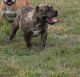 American Bully Puppies for sale in Fort Hood, TX, USA. price: $1,800