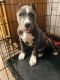 American Bully Puppies for sale in DuPont, WA 98327, USA. price: $1,000