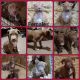 American Bully Puppies for sale in Spanish Fork, UT 84660, USA. price: $2,000