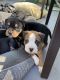 American Bully Puppies for sale in Tampa, FL, USA. price: $1,500