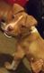 American Bully Puppies for sale in Erie, PA 16503, USA. price: NA
