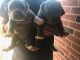 American Bully Puppies for sale in 903 West Road, Houston, TX 77038, USA. price: NA