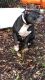 American Bully Puppies for sale in Clearwater, FL, USA. price: $800
