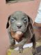 American Bully Puppies for sale in Chennai, Tamil Nadu, India. price: 24000 INR