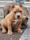 American Bully Puppies for sale in Tulsa, OK, USA. price: $2,000