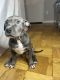American Bully Puppies for sale in Somerset, Franklin Township, NJ 08873, USA. price: NA