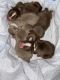 American Bully Puppies for sale in Concord, CA, USA. price: $6,500