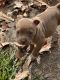 American Bully Puppies for sale in Montgomery, AL, USA. price: $400