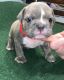 American Bully Puppies for sale in High Point, NC, USA. price: NA