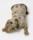 American Bully Puppies for sale in Jonesboro, AR, USA. price: $650