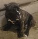 American Bully Puppies for sale in Nashville, TN, USA. price: $1,500