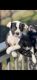 American Bully Puppies for sale in Groesbeck, OH 45251, USA. price: $1,200