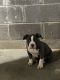 American Bully Puppies for sale in Clarksville, TN, USA. price: $700