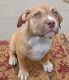 American Bully Puppies for sale in Pittsburgh, PA, USA. price: $2,200
