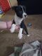 American Bully Puppies for sale in Haltom City, TX, USA. price: $200