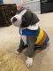 American Bully Puppies for sale in Grand Ledge, MI 48837, USA. price: $500