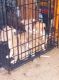 American Bully Puppies for sale in Greenville, SC, USA. price: $50