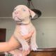 American Bully Puppies for sale in Milwaukee, WI, USA. price: $2,000