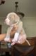 American Bully Puppies for sale in Milwaukee, WI, USA. price: $2,000