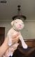American Bully Puppies for sale in Milwaukee, WI, USA. price: $2,500