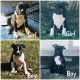 American Bully Puppies for sale in Clermont, FL 34715, USA. price: $1,500