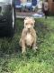 American Bully Puppies for sale in Flamingo, FL 33034, USA. price: NA