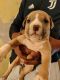 American Bully Puppies for sale in Kherki Daula Toll Plaza, Gurugram, Haryana 122004. price: 30000 INR