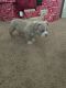 American Bully Puppies for sale in Windsor, CO, USA. price: $2,800