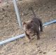American Bully Puppies for sale in Windsor, CO, USA. price: $2,800