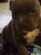American Bully Puppies for sale in Little Elm, TX, USA. price: $500