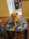 American Bully Puppies for sale in Little Elm, TX, USA. price: $400