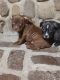 American Bully Puppies for sale in Minneapolis, MN 55430, USA. price: $1,500