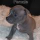 American Bully Puppies for sale in Windsor, ON N8Y 2Y4, Canada. price: NA