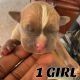 American Bully Puppies for sale in Monroe, GA, USA. price: $500