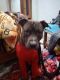 American Bully Puppies for sale in RZF-905/B, Netaji Subhash Marg, Palam Colony, Raj Nagar II Extension, Raj Nagar, New Delhi, Delhi 110077, India. price: 100 INR