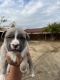 American Bully Puppies for sale in Camarillo, CA, USA. price: $150