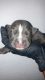 American Bully Puppies for sale in North Las Vegas, NV, USA. price: NA