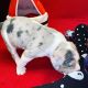 American Bully Puppies for sale in Sikeston, MO 63801, USA. price: NA