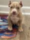 American Bully Puppies for sale in Lithonia, GA 30058, USA. price: $2,500