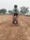 American Bully Puppies for sale in Neemrana, Rajasthan, India. price: 25000 INR