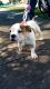 American Bully Puppies for sale in 3370 NW 187th Terrace, Miami Gardens, FL 33056, USA. price: NA